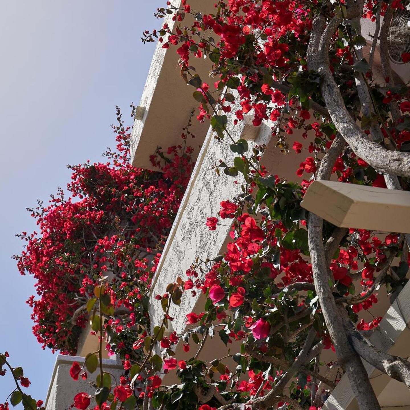 Mila Malia Studios Hotel