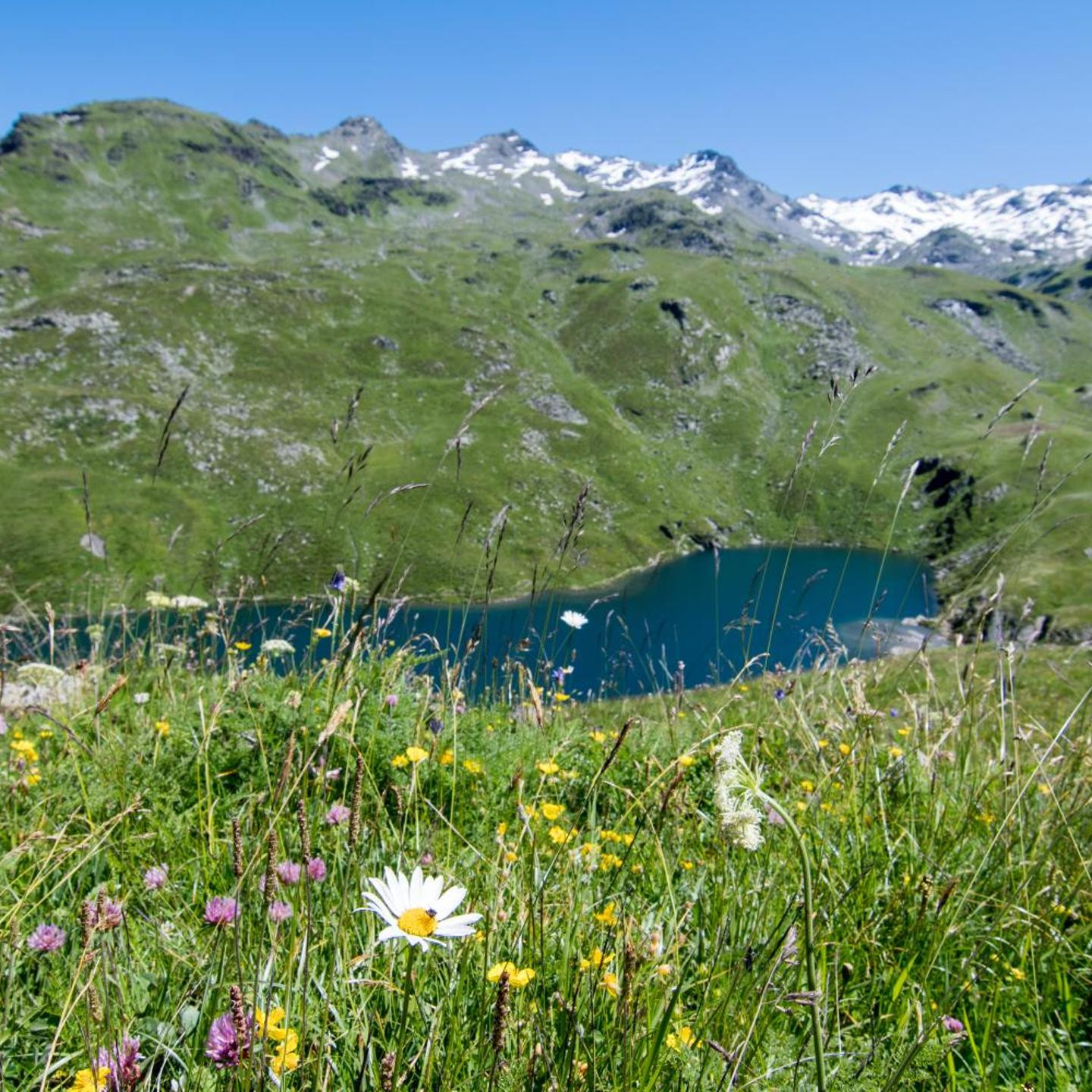 Résidence Le Chamois d'Or