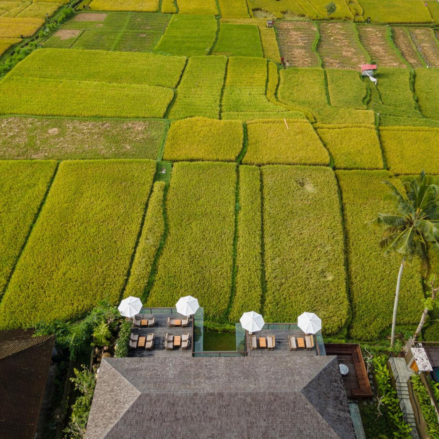 Kappa Senses Ubud